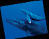 Photo: Humpback whales