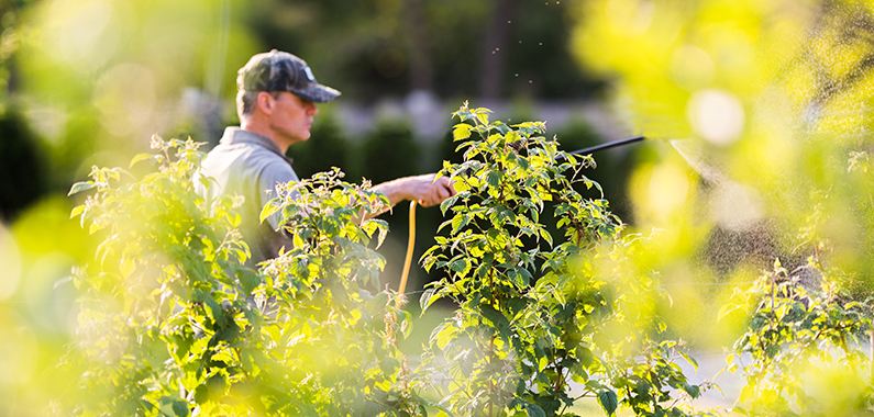 A man spraying plants with water