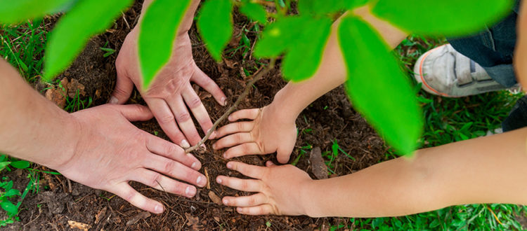 Mature man and grandson planting small tree