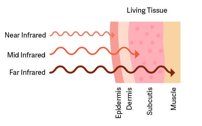 FS_Graphic_V3 Full spectrum infrared penetrating living tissue graphic